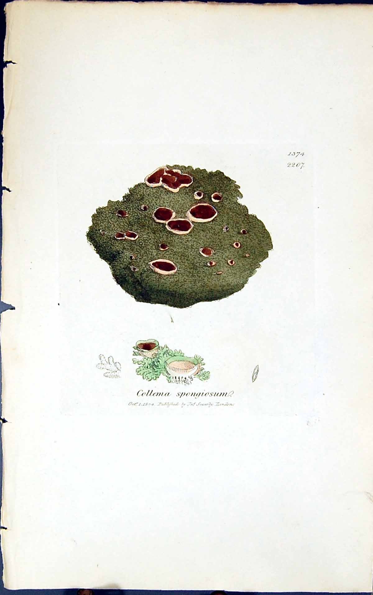 Antique Old Print Collema Spongiosum 1847 British Plants Sowerby Smith Colour