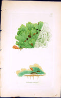 Antique Old Print Solerina Crocea 1847 British Plants Sowerby Smith Colour 19th