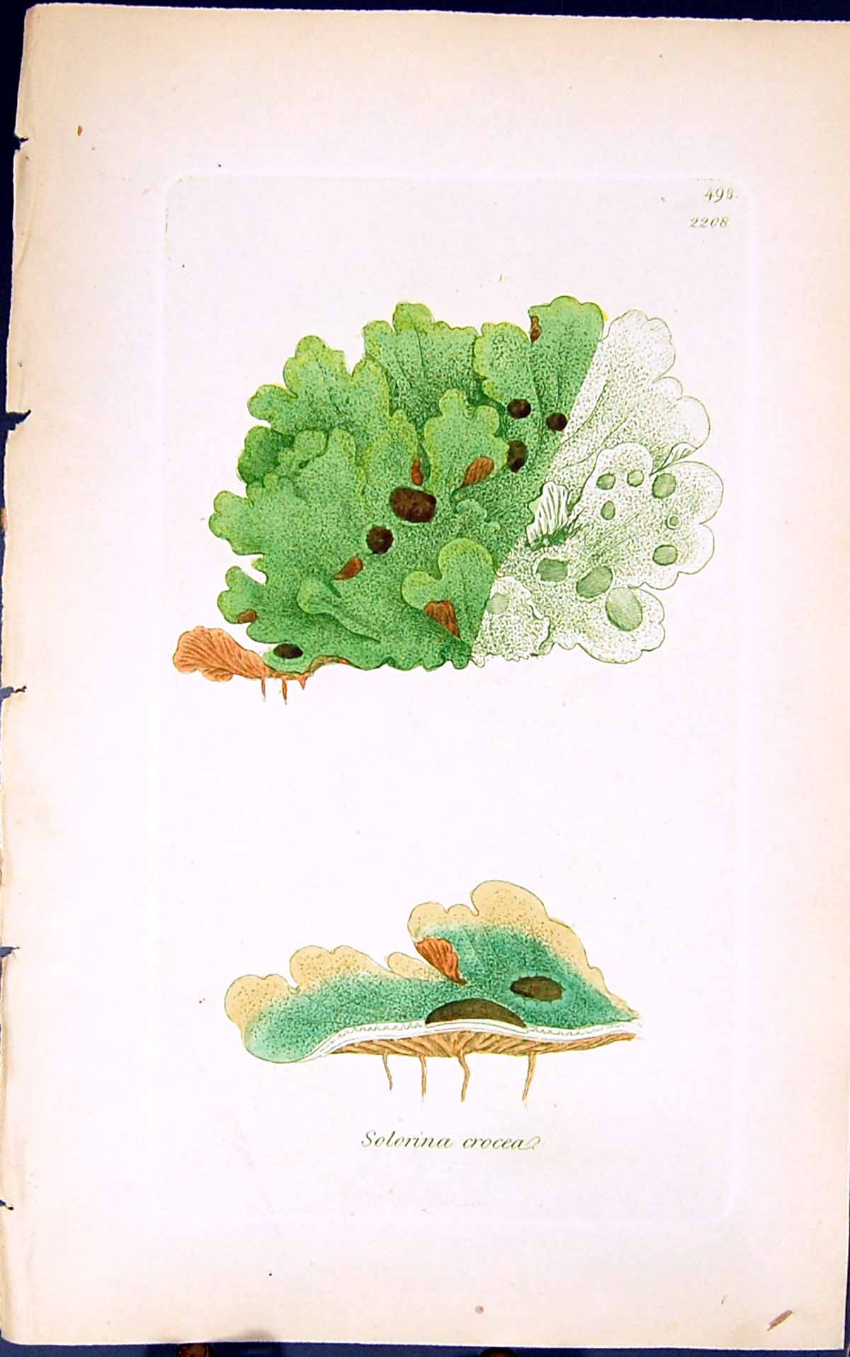 Antique Old Print Solerina Crocea 1847 British Plants Sowerby Smith Colour 19th