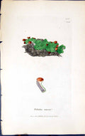 Antique Old Print Peltidea Venosa 1847 British Plants Sowerby Smith Colour 19th