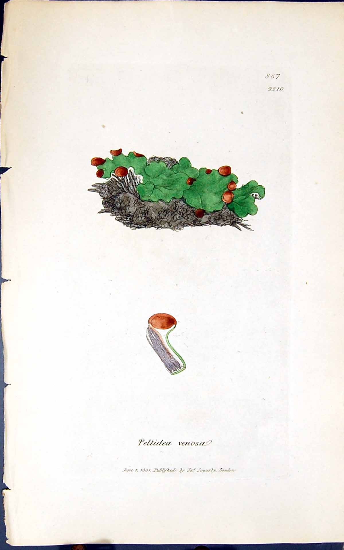 Antique Old Print Peltidea Venosa 1847 British Plants Sowerby Smith Colour 19th