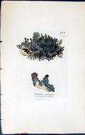 Antique Old Print Peltidea Sculata 1847 British Plants Sowerby Smith Colour