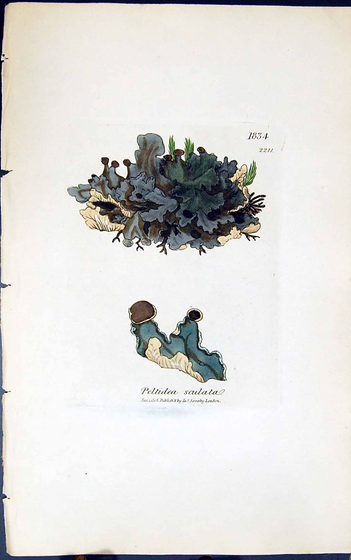 Antique Old Print Peltidea Sculata 1847 British Plants Sowerby Smith Colour