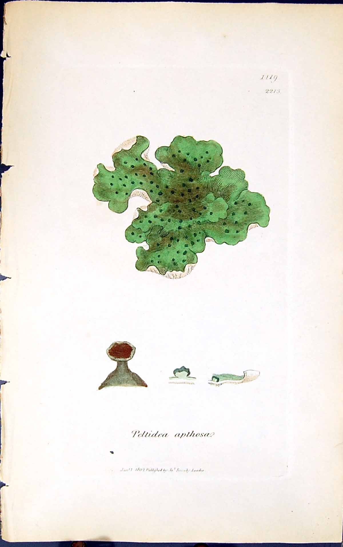 Antique Old Print Peltidea Apthosa 1847 British Plants Sowerby Smith Colour