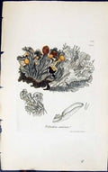 Antique Old Print Peltidea Canina 1847 British Plants Sowerby Smith Colour 19th