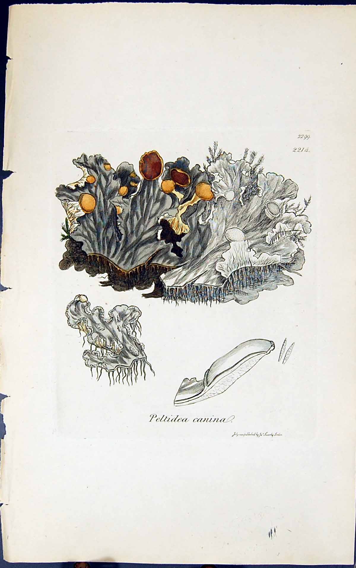 Antique Old Print Peltidea Canina 1847 British Plants Sowerby Smith Colour 19th