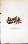 Antique Old Print Peltidea Spuria 1847 British Plants Sowerby Smith Colour 19th