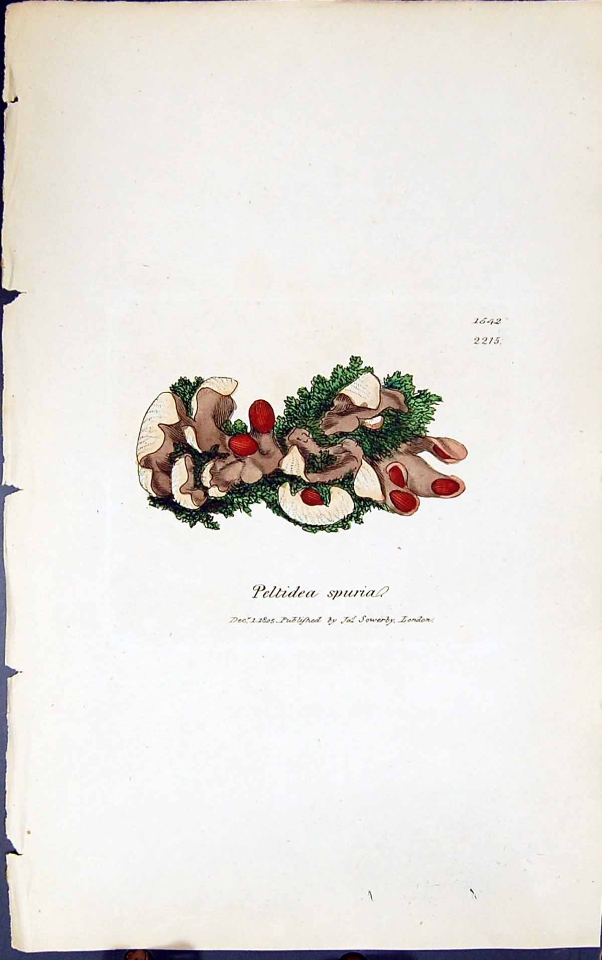 Antique Old Print Peltidea Spuria 1847 British Plants Sowerby Smith Colour 19th