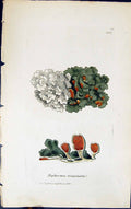 Antique Print Nephroma Resupinata 1847 British Plants Sowerby Smith Colour 19th