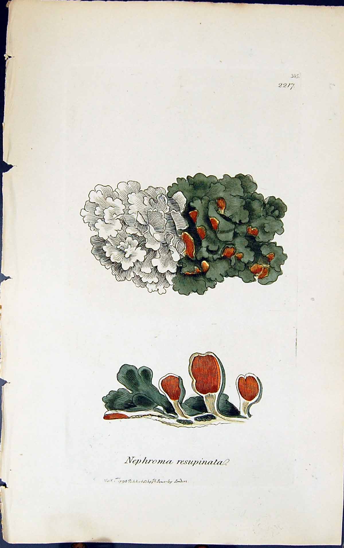 Antique Print Nephroma Resupinata 1847 British Plants Sowerby Smith Colour 19th