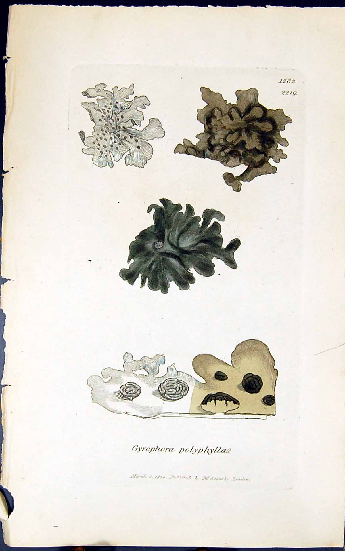 Antique Print Gyrophora Polyphylla 1847 British Plants Sowerby Smith Colour