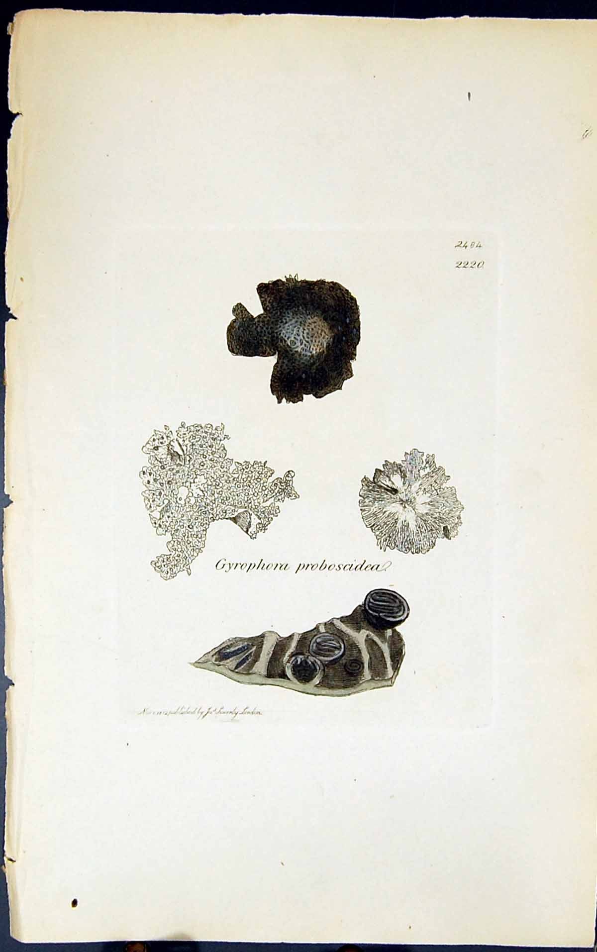 Old Print Gryophora Proboscidea 1847 British Plants Sowerby Smith Colour 19th