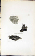 Antique Old Print Gyrophora Arctica 1847 British Plants Sowerby Smith Colour