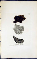 Antique Old Print Gyrophora Deusta 1847 British Plants Sowerby Smith Colour
