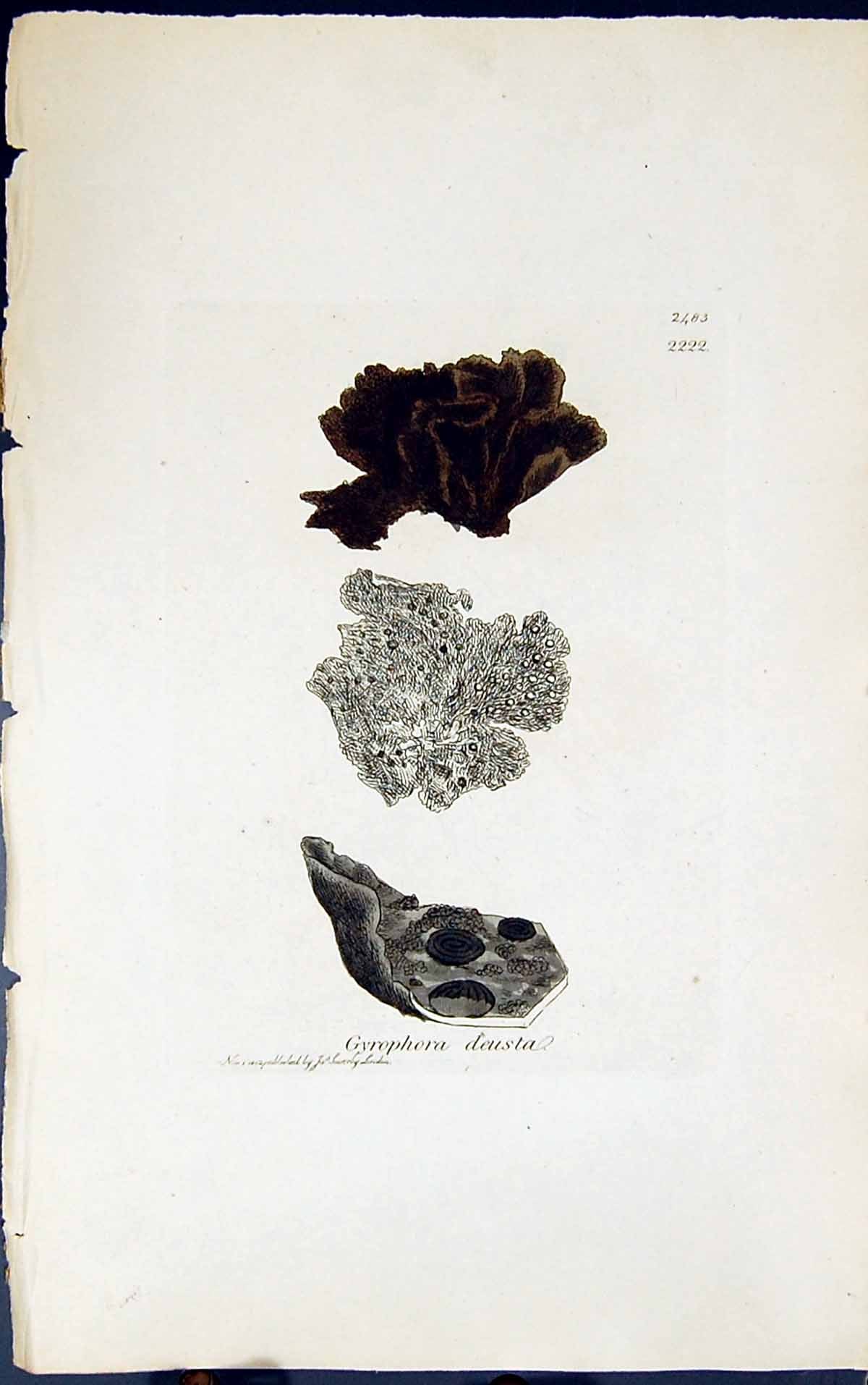 Antique Old Print Gyrophora Deusta 1847 British Plants Sowerby Smith Colour