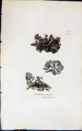 Antique Old Print Gyrophora Erosa 1847 British Plants Sowerby Smith Colour 19th