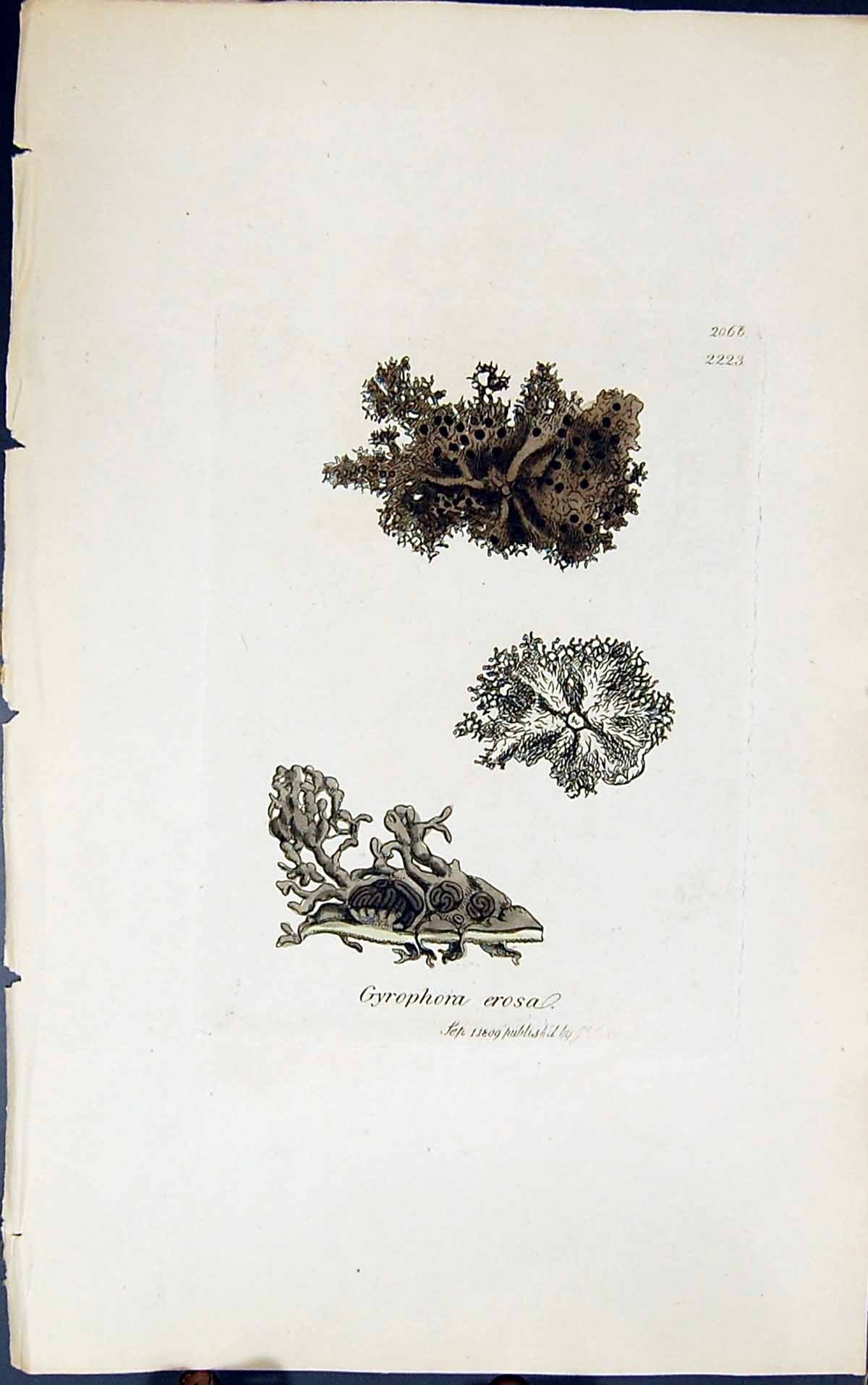 Antique Old Print Gyrophora Erosa 1847 British Plants Sowerby Smith Colour 19th