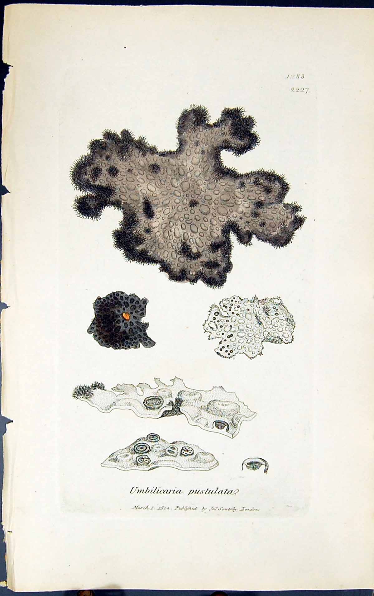 Old Print Umbilicaria Pustulata 1847 British Plants Sowerby Smith Colour 19th