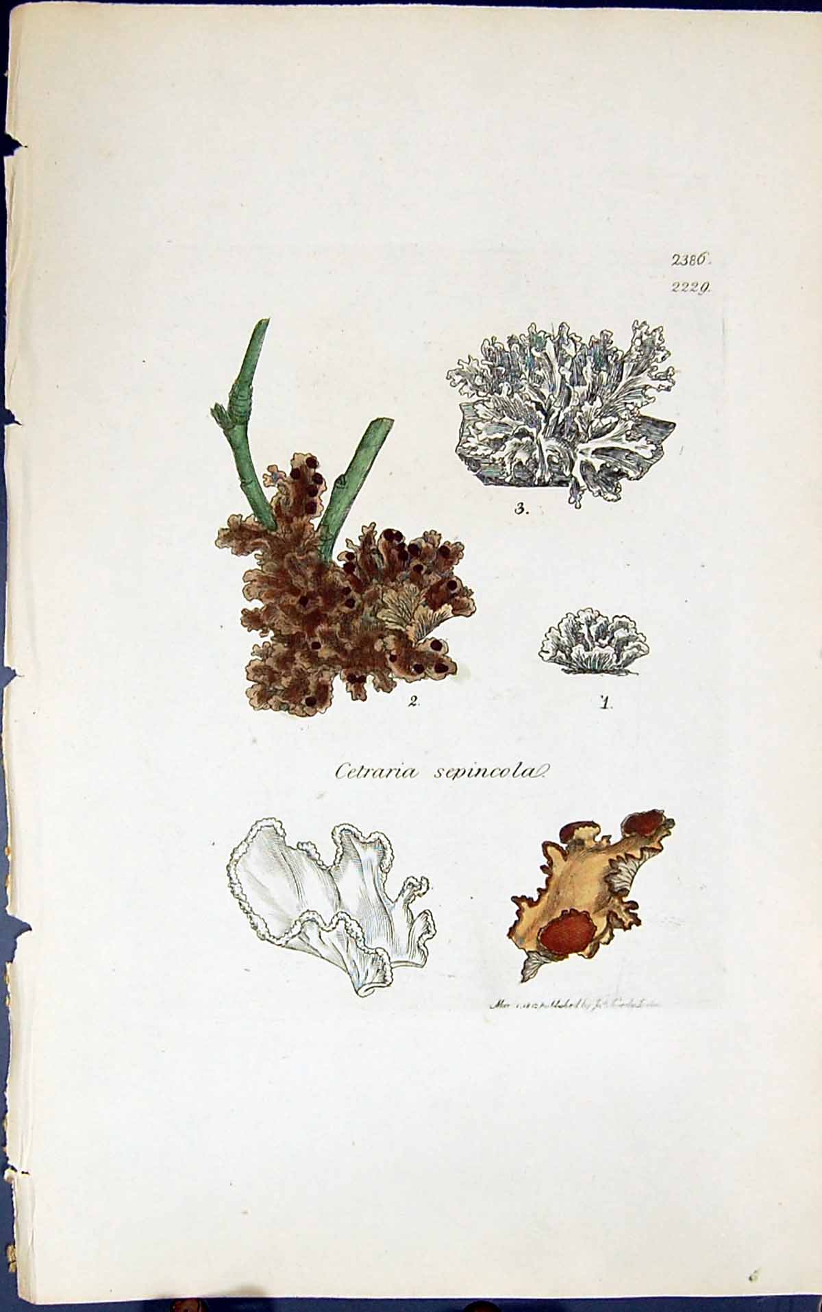 Antique Old Print Cetaria Sepincola 1847 British Plants Sowerby Smith Colour