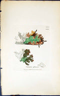 Antique Old Print Cetraria Glauca 1847 British Plants Sowerby Smith Colour 19th