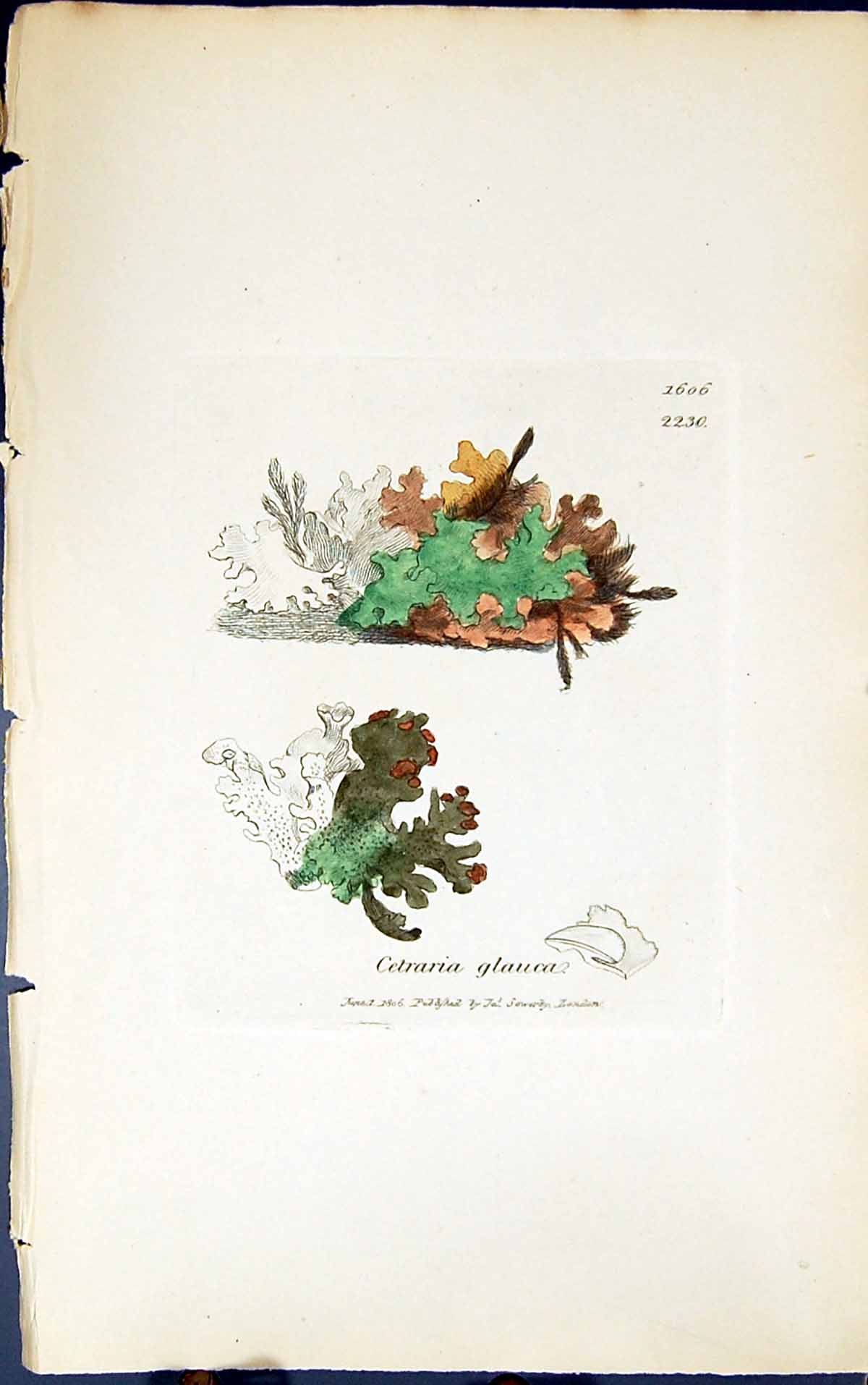 Antique Old Print Cetraria Glauca 1847 British Plants Sowerby Smith Colour 19th