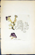 Antique Old Print Cetraria Fallax 1847 British Plants Sowerby Smith Colour 19th