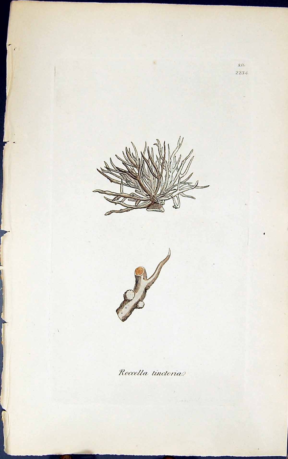 Antique Old Print Rocella Tinctoria 1847 British Plants Sowerby Smith Colour