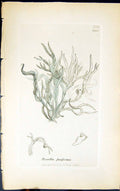 Antique Old Print Rocella Fuciformis 1847 British Plants Sowerby Smith Colour