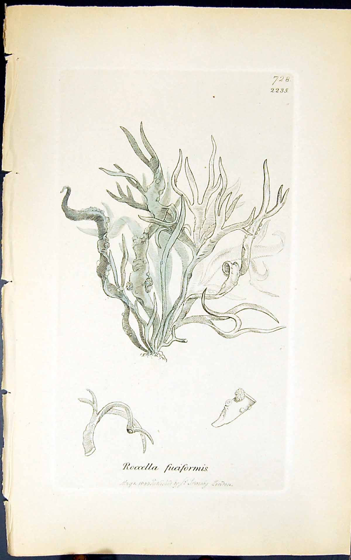 Antique Old Print Rocella Fuciformis 1847 British Plants Sowerby Smith Colour