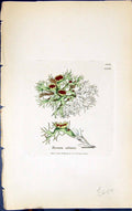 Antique Old Print Borrera Ciliaris 1847 British Plants Sowerby Smith Colour