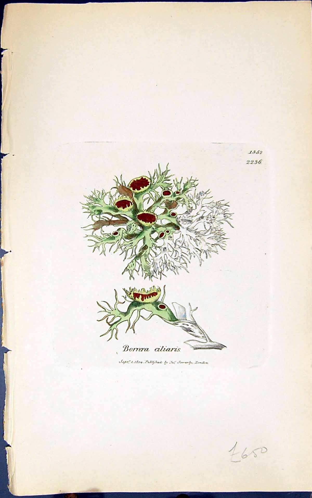 Antique Old Print Borrera Ciliaris 1847 British Plants Sowerby Smith Colour