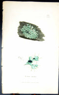Antique Old Print Borrera Tenella 1847 British Plants Sowerby Smith Colour 19th