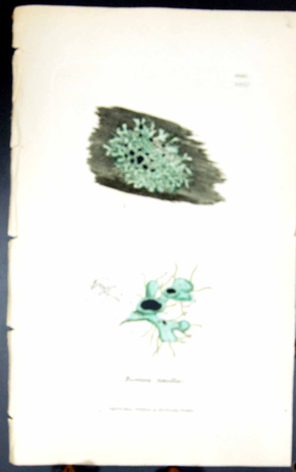 Antique Old Print Borrera Tenella 1847 British Plants Sowerby Smith Colour 19th
