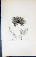 Antique Old Print Borrera Leucomela 1847 British Plants Sowerby Smith Colour