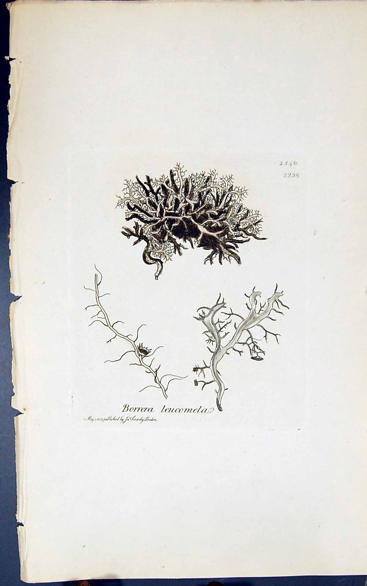 Antique Old Print Borrera Leucomela 1847 British Plants Sowerby Smith Colour