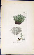 Antique Old Print Borrera Atlantica 1847 British Plants Sowerby Smith Colour