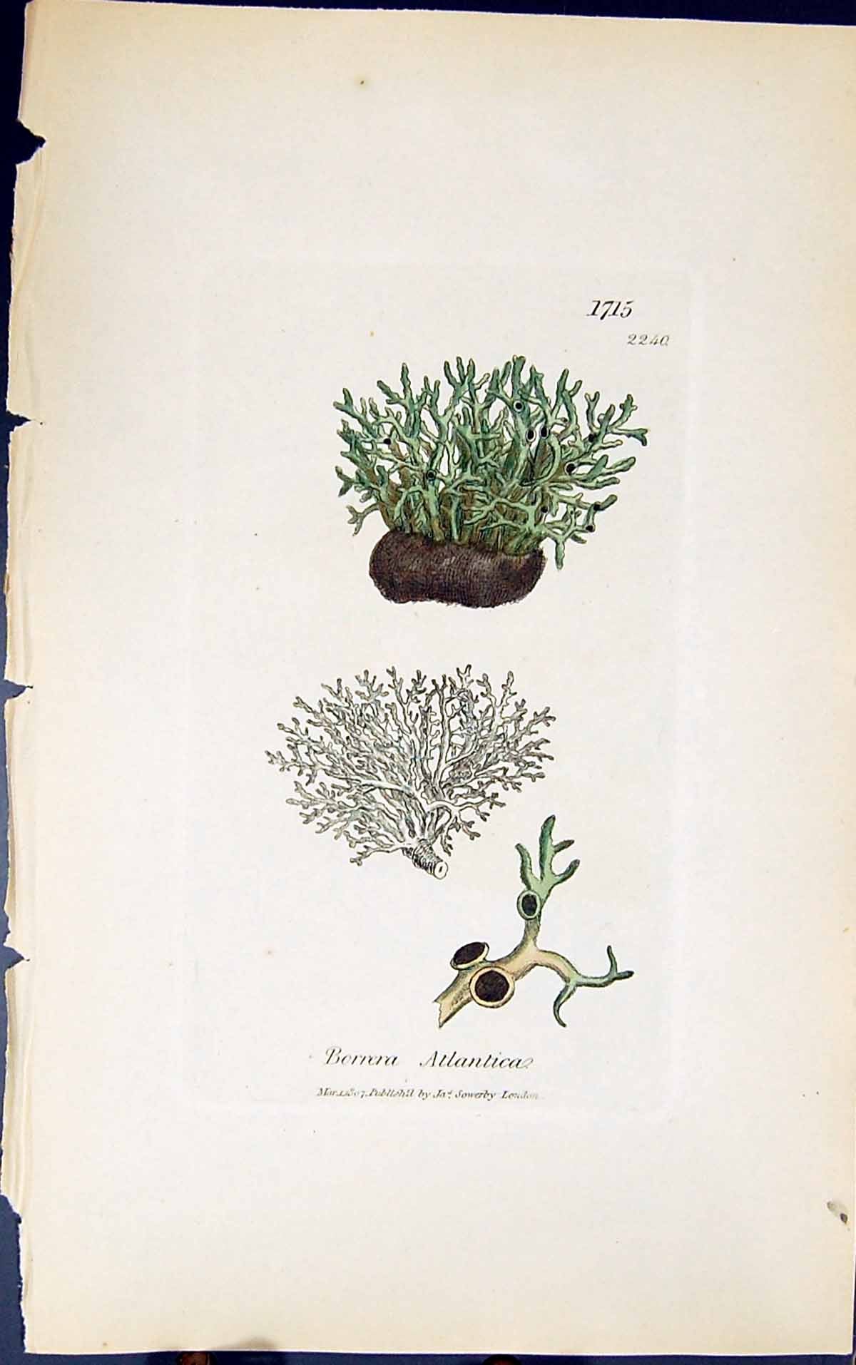 Antique Old Print Borrera Atlantica 1847 British Plants Sowerby Smith Colour
