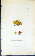 Old Print Borrera Chrysopthalma 1847 British Plants Sowerby Smith Colour 19th