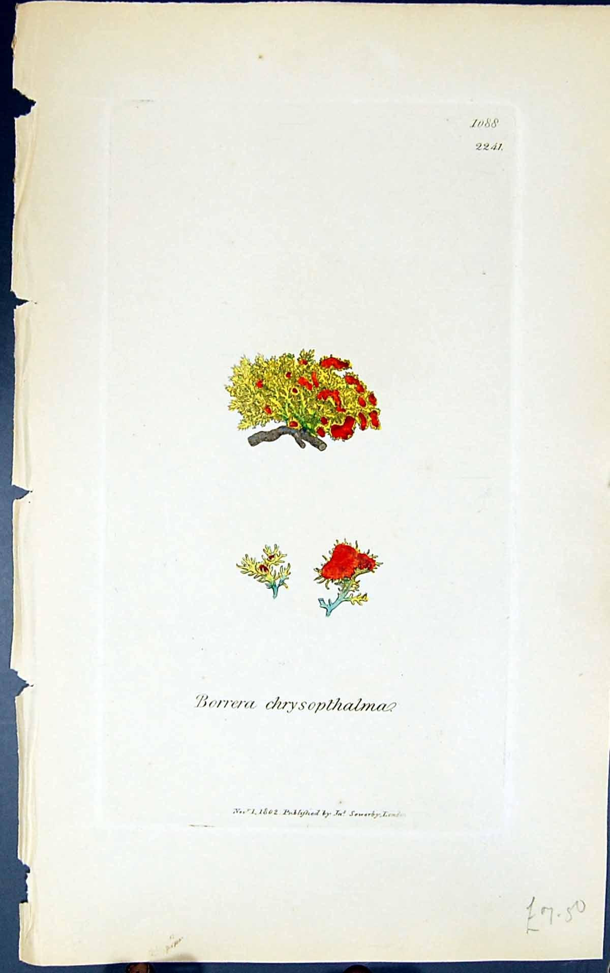 Old Print Borrera Chrysopthalma 1847 British Plants Sowerby Smith Colour 19th