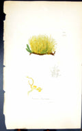 Antique Old Print Borrera Flavicans 1847 British Plants Sowerby Smith Colour