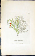 Antique Old Print Evernia Prunastri 1847 British Plants Sowerby Smith Colour