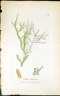 Antique Print Everina Stictoceros 1847 British Plants Sowerby Smith Colour 19th