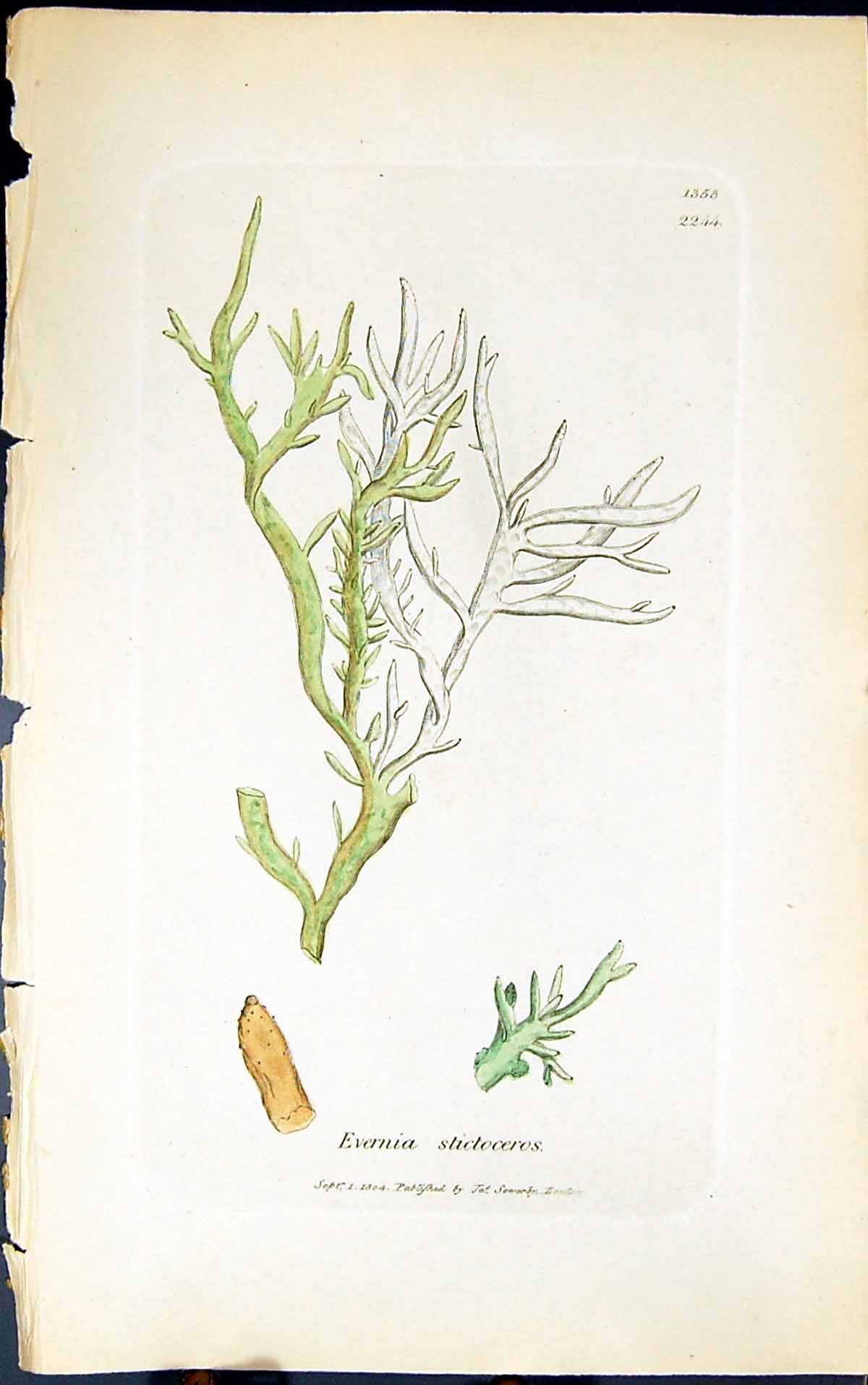 Antique Print Everina Stictoceros 1847 British Plants Sowerby Smith Colour 19th