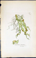 Antique Old Print Ramalina Fraxinea 1847 British Plants Sowerby Smith Colour
