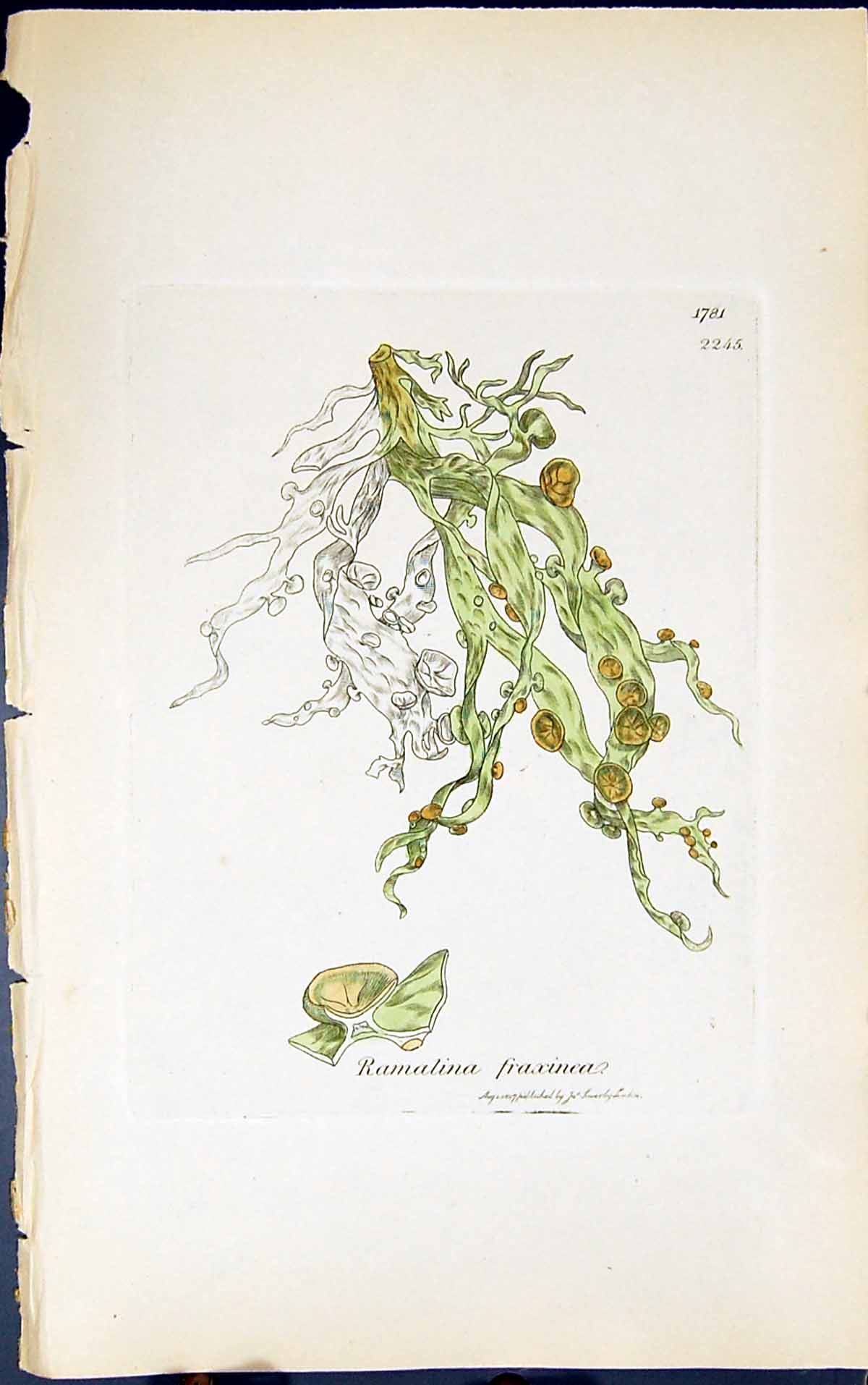 Antique Old Print Ramalina Fraxinea 1847 British Plants Sowerby Smith Colour