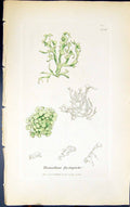 Antique Print Ramalina Fastigiata 1847 British Plants Sowerby Smith Colour 19th