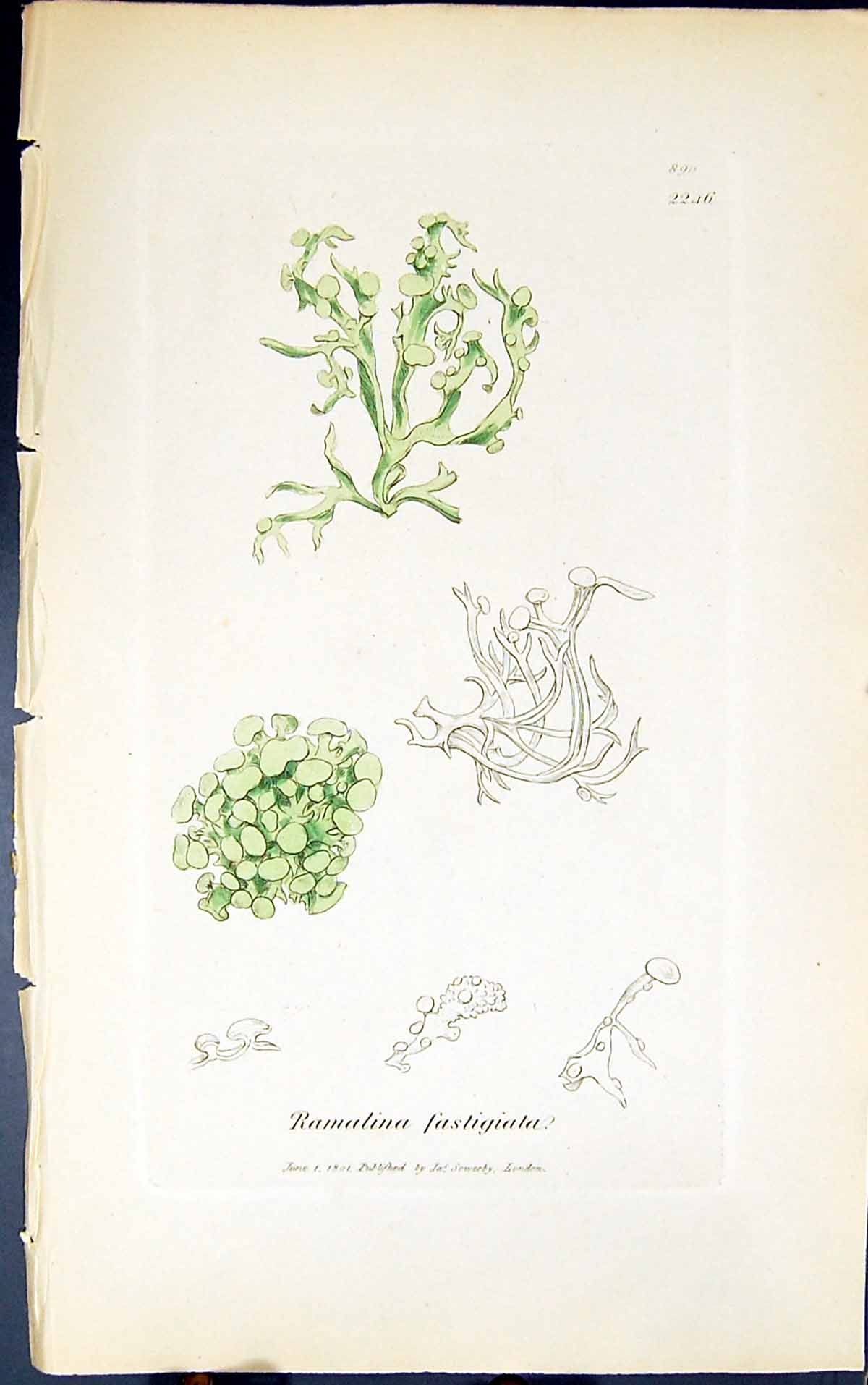Antique Print Ramalina Fastigiata 1847 British Plants Sowerby Smith Colour 19th