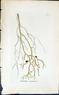 Antique Print Ramalina Scopulorum 1847 British Plants Sowerby Smith Colour 19th
