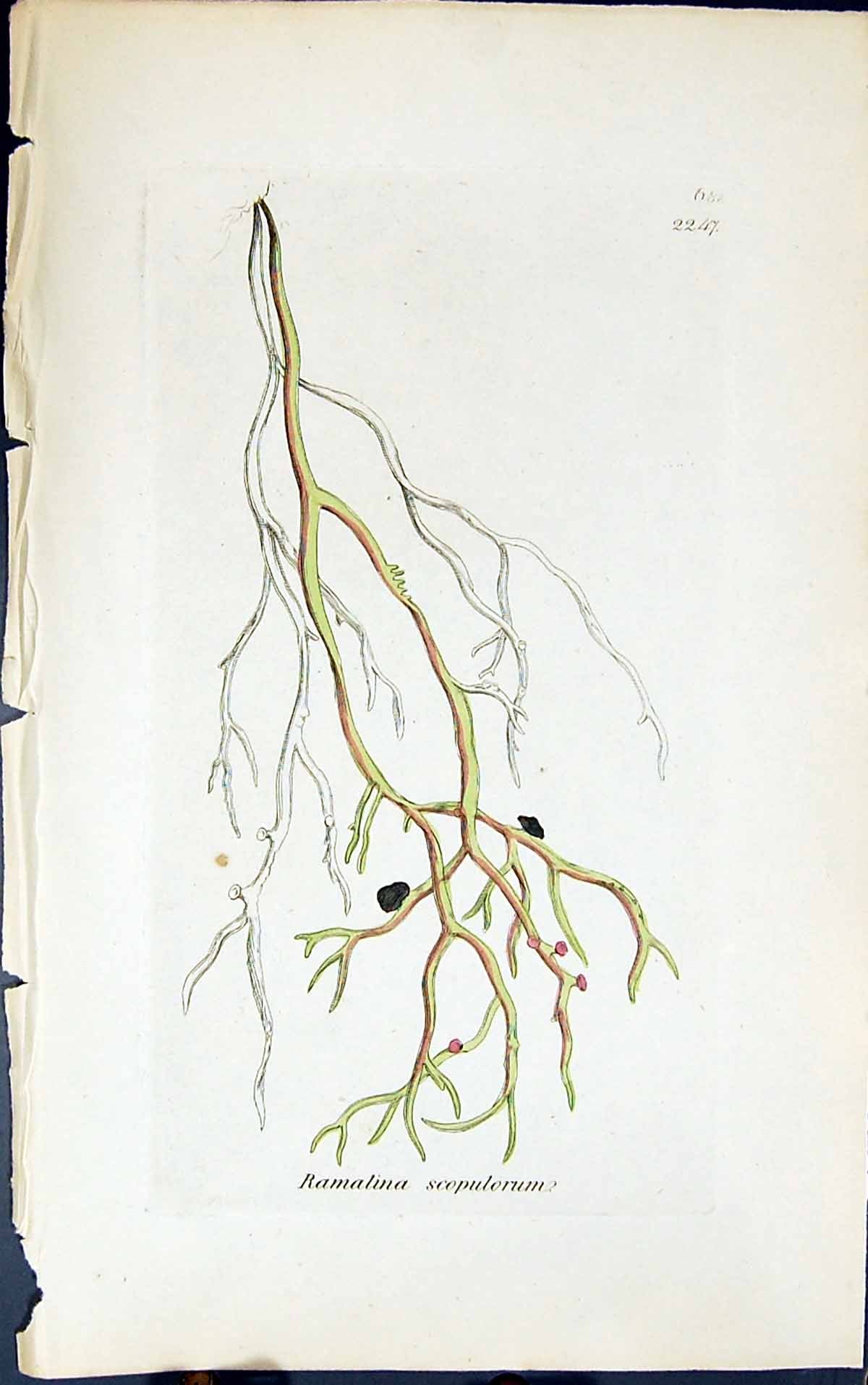 Antique Print Ramalina Scopulorum 1847 British Plants Sowerby Smith Colour 19th