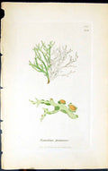 Antique Old Print Ramalina Farinacea 1847 British Plants Sowerby Smith Colour